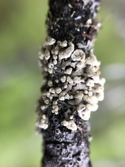 Parmeliopsis capitata