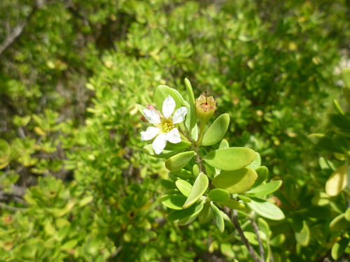 Pemphis acidula observed 2012-09-22
