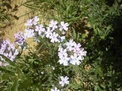 Glandularia latilobata