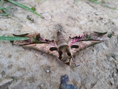 Adhemarius dariensis