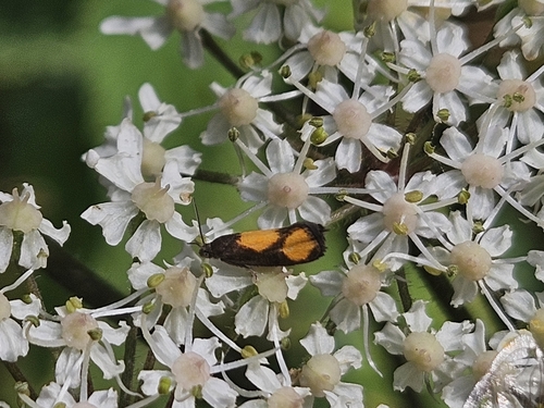Orange-spot Piercer, 6964 BE Hall, Nederland, photo 10 of 10