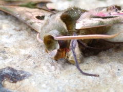 Adhemarius dariensis