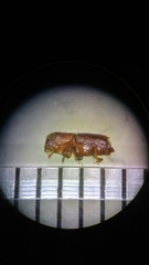 Ips grandicollis