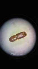 Ips grandicollis