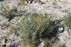 Verbesina hintoniorum