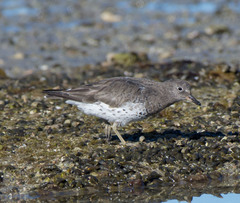 Calidris virgata
