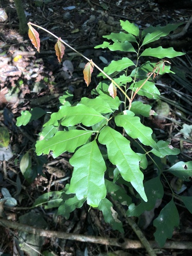 blunt-leaved steelwood (Toechima dasyrrhache)