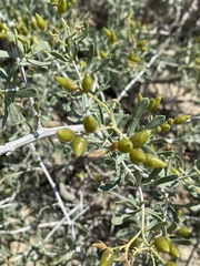 Nitraria schoberi, photograph (c) Katharine Khamhaengwong, some rights reserved (CC BY)