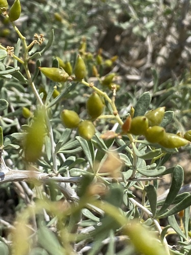 Nitraria schoberi, photograph 4