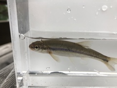 Couesius plumbeus