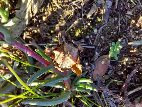 Renoster Brightfig (Lampranthus spiniformis)