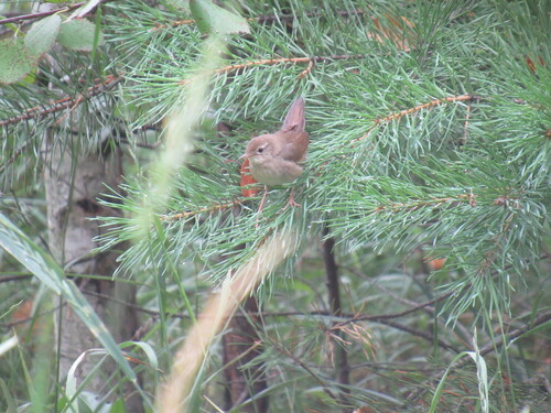 Chinese Bush Warbler (Locustella tacsanowskia), photo 4