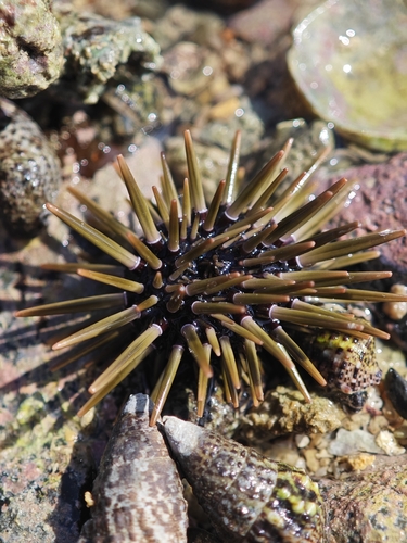 Indo-Pacific Rock-boring Urchin (Echinometra mathaei)