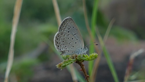 African Grass Blue