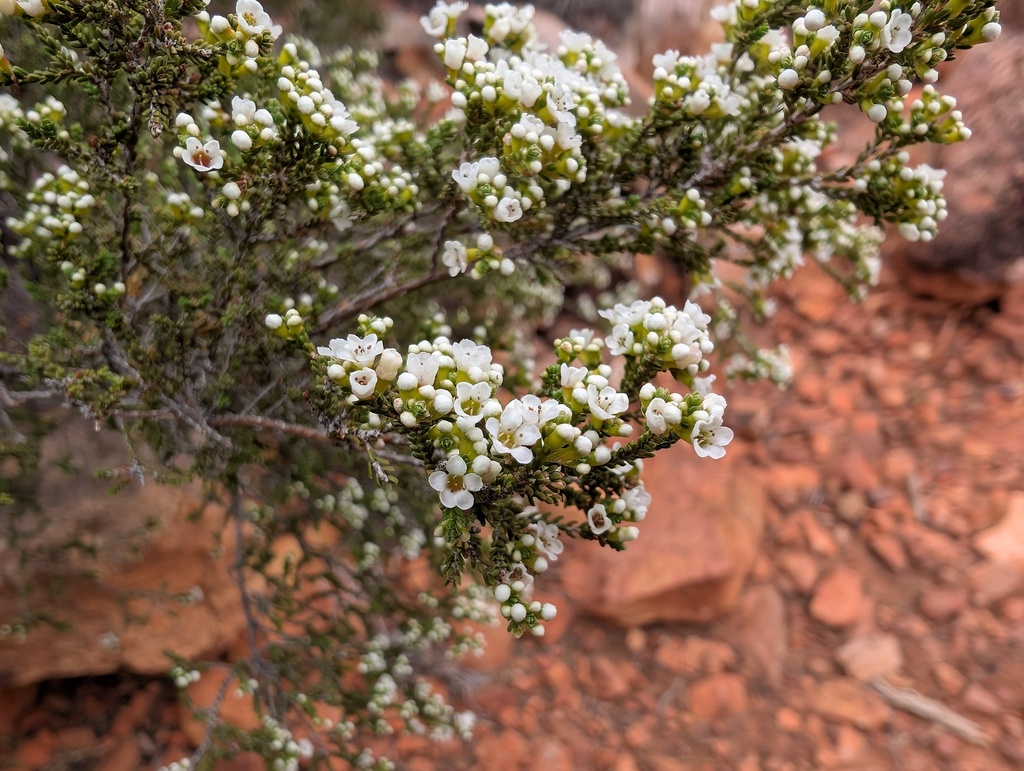 Micromyrtus striata