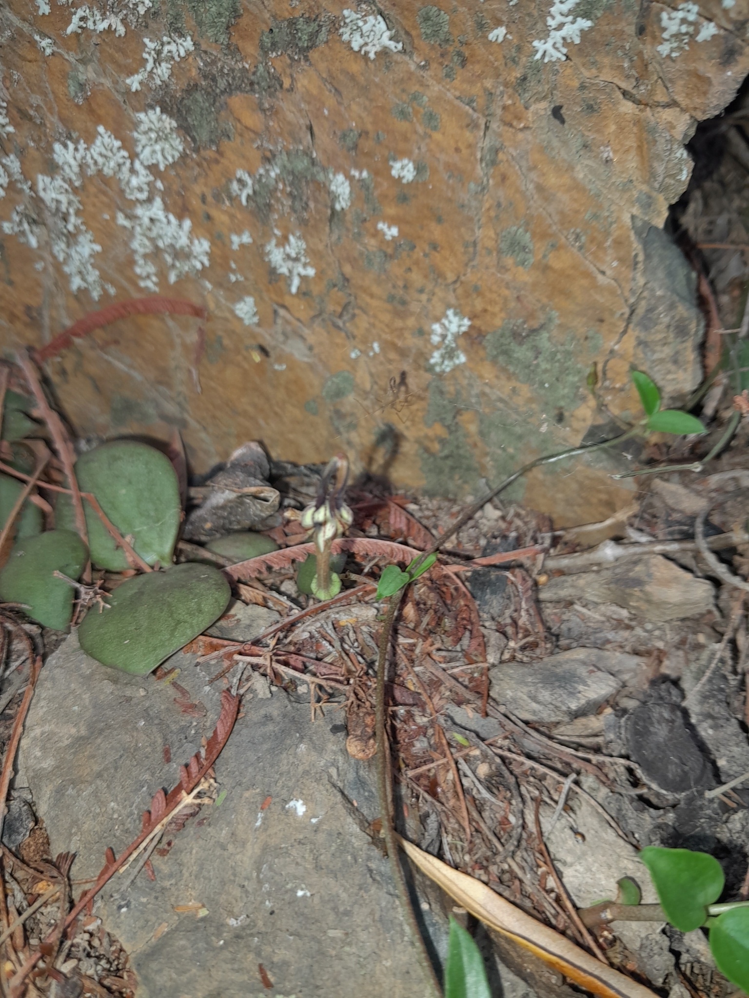 Ceropegia africana ssp. africana