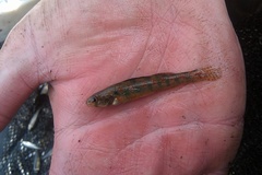 Etheostoma exile
