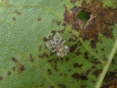 Corythucha juglandis