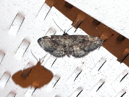 Forbes' Idia Moth photo 4