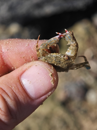 Dana's Crab (Thranita danae)