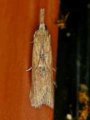 Macrorrhinia endonephele