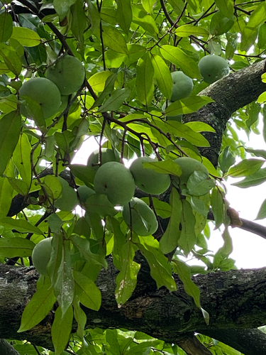 Diospyros decandra, 2025-07-12