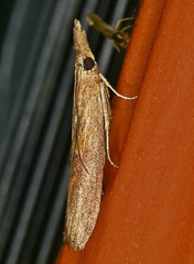 Macrorrhinia endonephele