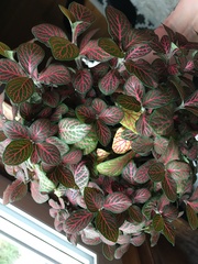 Fittonia