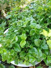 Alternanthera sissoo