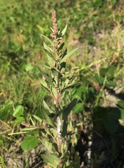 Atriplex pentandra