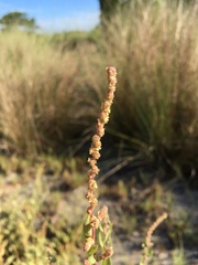 Atriplex pentandra