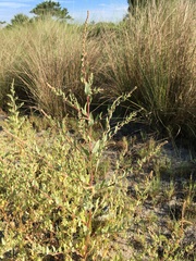 Atriplex pentandra
