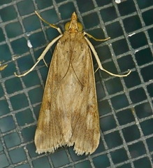 Achyra bifidalis