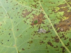 Corythucha juglandis