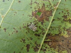 Corythucha juglandis