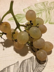 Vitis vinifera vinifera