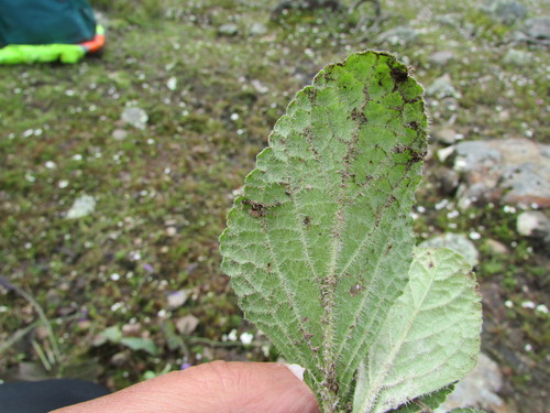 Image of Salvia nana by (c) Carlos Martorell, some rights reserved (CC BY)