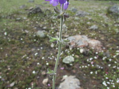 Salvia nana