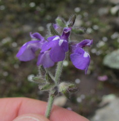 Salvia nana