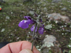 Salvia nana