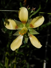 Roepera spinosa
