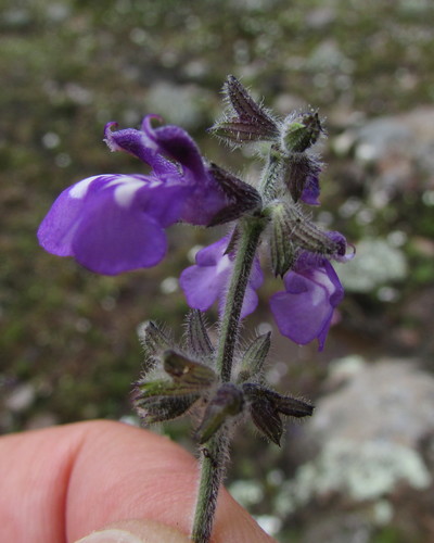 Image of Salvia nana by (c) Carlos Martorell, some rights reserved (CC BY)