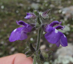 Salvia nana