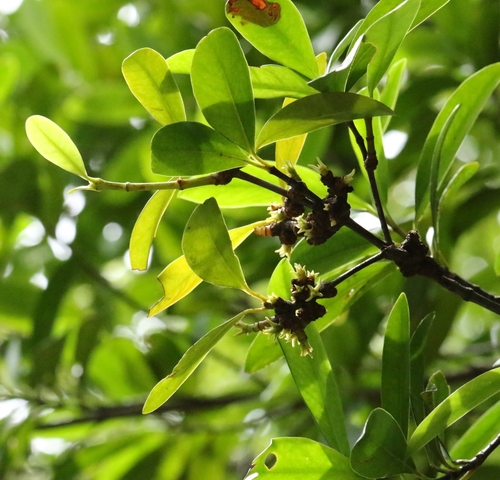Lingnan Garcinia (Garcinia oblongifolia)
