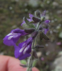 Salvia nana