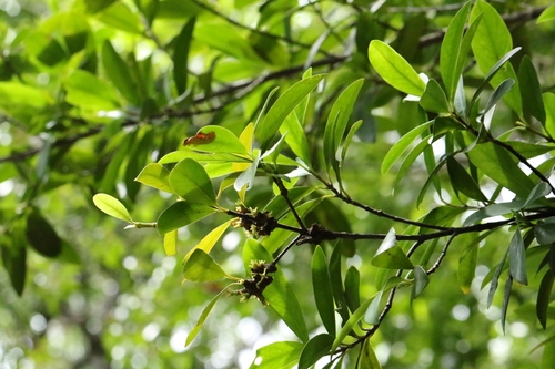 Garcinia oblongifolia, photograph 1