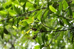 Garcinia oblongifolia, photograph author not stated, no rights reserved