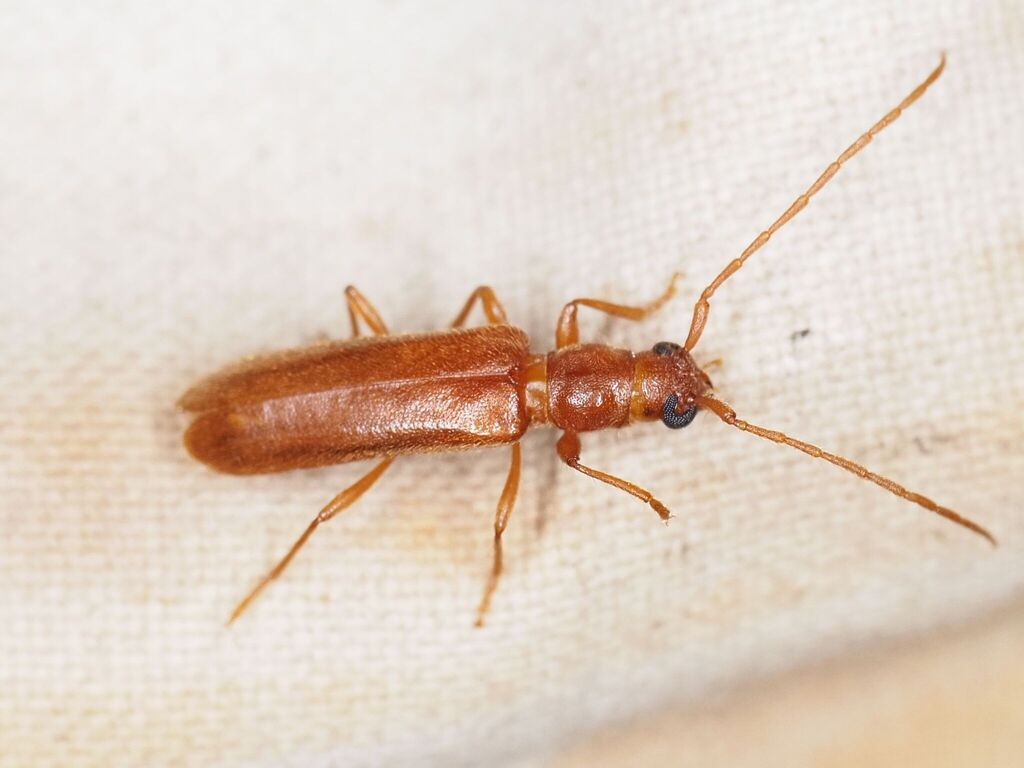 Lioderina linearis