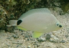 Hypoplectrus unicolor