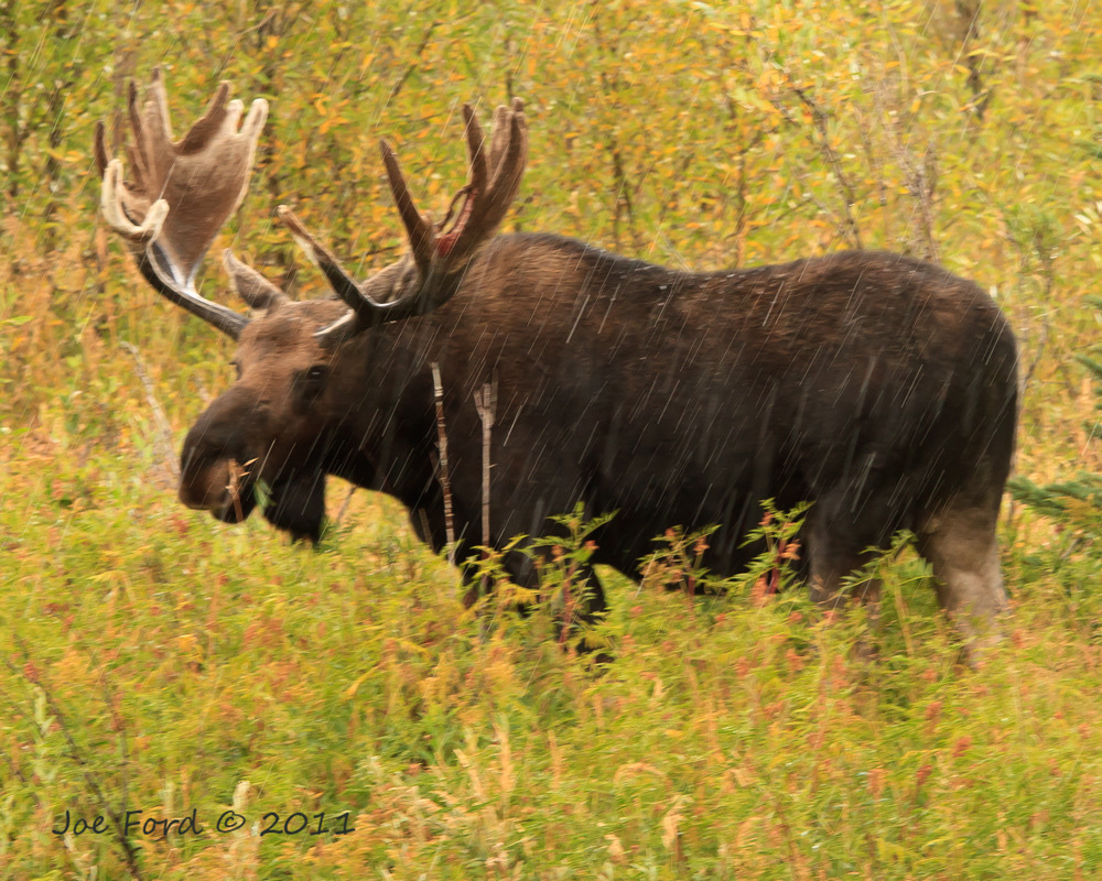 Moose (Carmacks BioBlitz) · iNaturalist